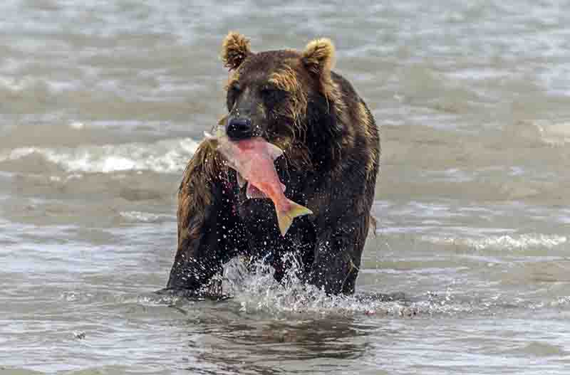 44 - Oso Pardo y salmon - Kamchatka - Rusia
